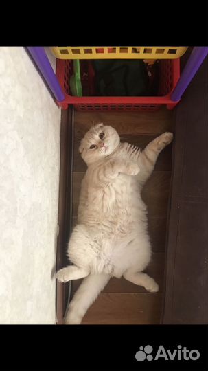 Шотландский вислоухий кот