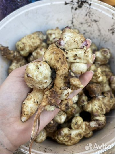 Топинамбур клубни