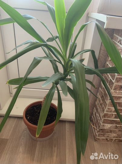 2 пальмы Юкка