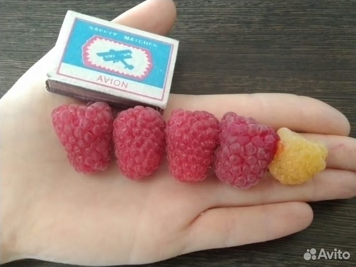 Малина сортовая