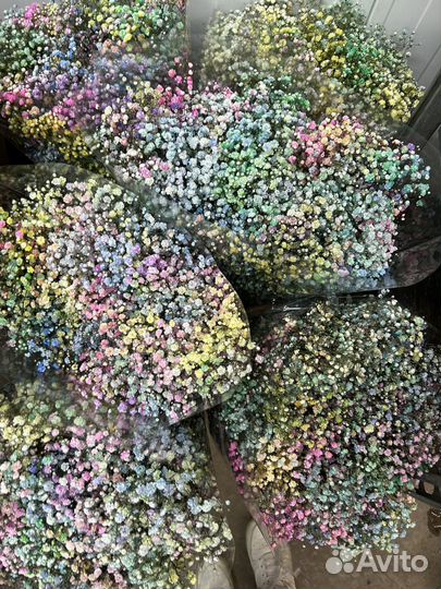 Гипсофила радужная Букет