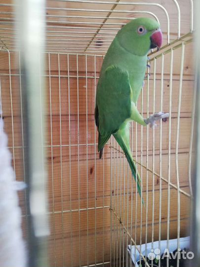 Ожереловый попугай