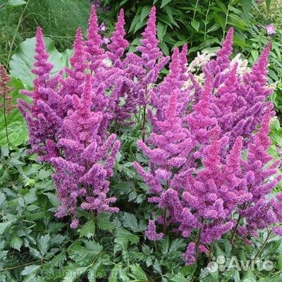Астильбы сортовые