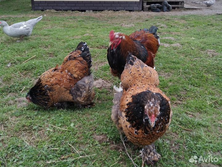 Брама Порцелян