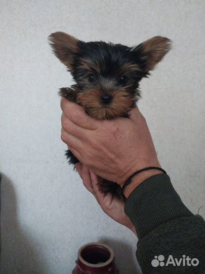 Йоркширский терьер мини