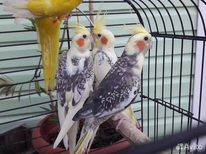 Попугай корелла и новозейланский какарик