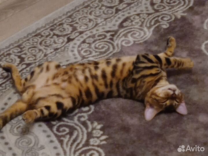 Бенгальский кот