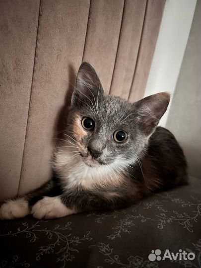 Котенок 2 месяца