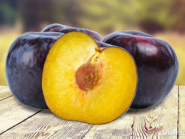 Саженцы сливы