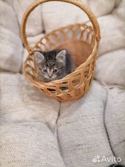 Отдам котенка