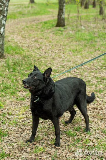 Собака из приюта Дарт грустит в приюте