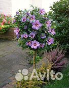 Гибискус древовидный сиреневый