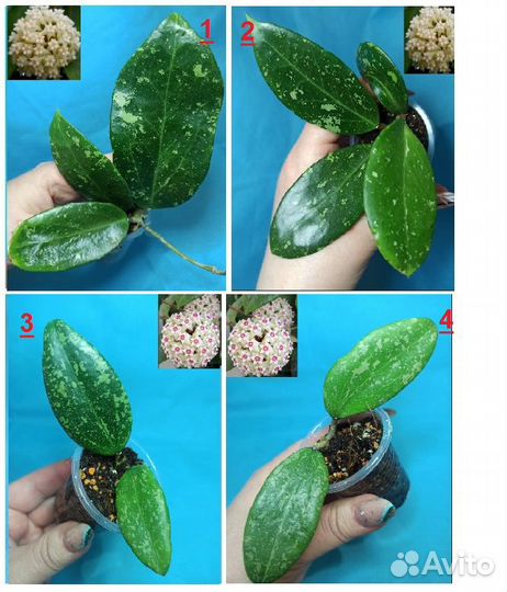 Хойи O-P-R-T-V-W Хойя