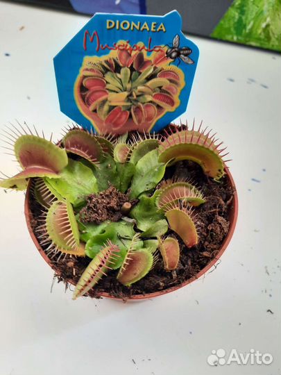 Дионея Венерина мухоловка