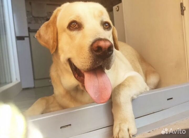 Передержка собак и кошек