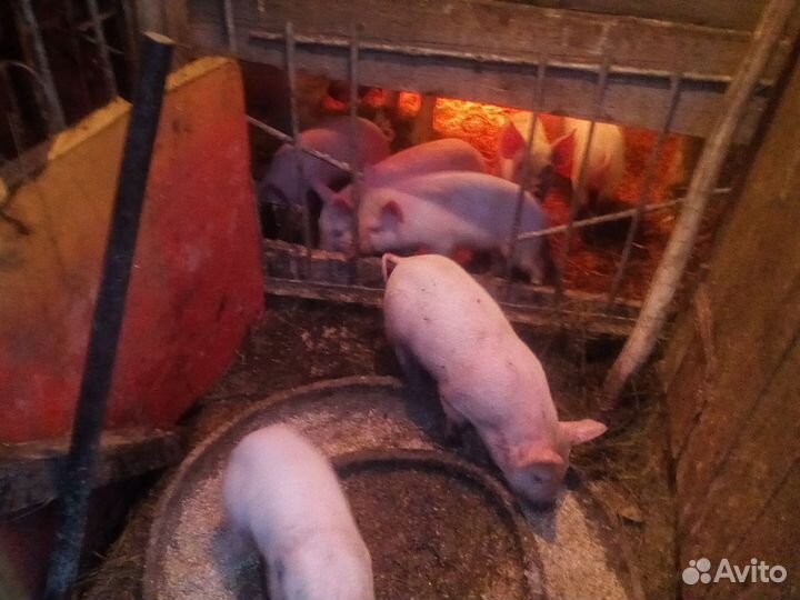 Поросята ландрас