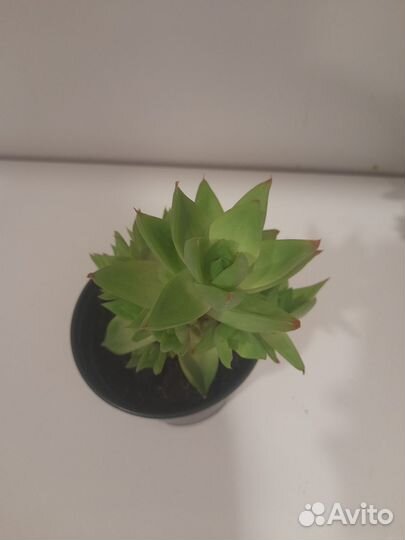 Суккуленты