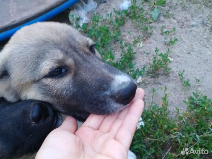 Щенки дворняжки бесплатно