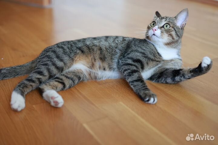 Добрый и весёлый котик ждёт хозяев