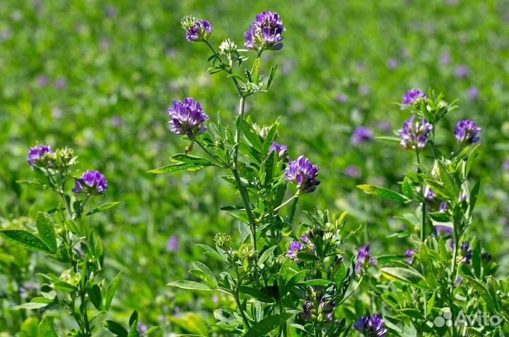 Семена люцерна изменчивая оптом от 100кг