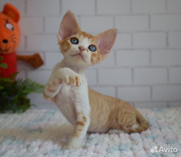 Котик Девон рекс