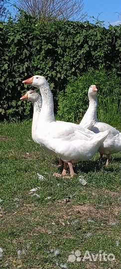 Семья Гусей