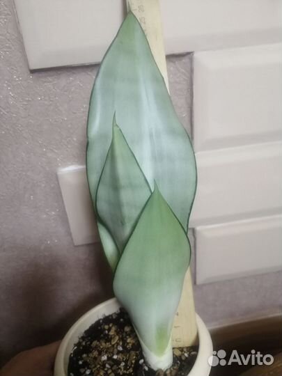 Сансевиерия сортовая Moonshine