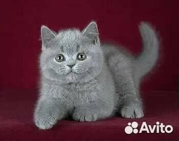 Британские котята голубые
