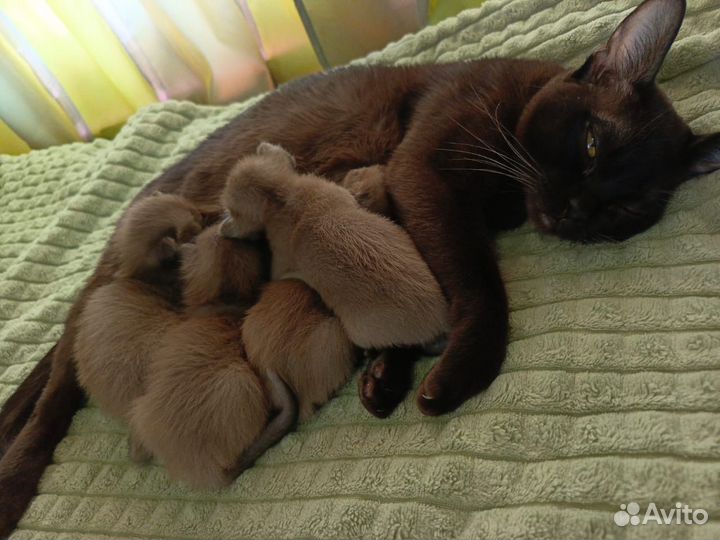 Бурманские котята