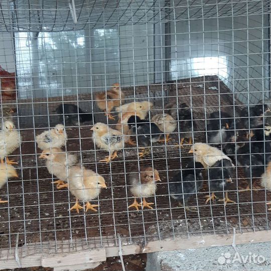 Инкубационное яйцо