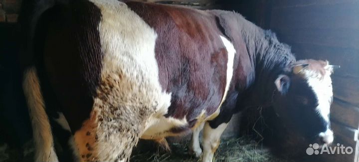 Коровы и быки