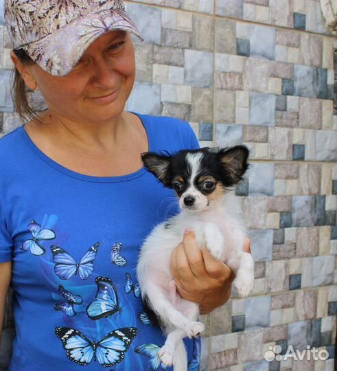 Малыши чихуахуа, длинношерстные