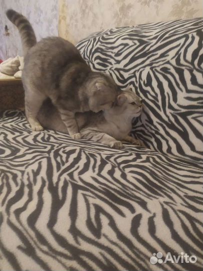 Вязка котов шотландских