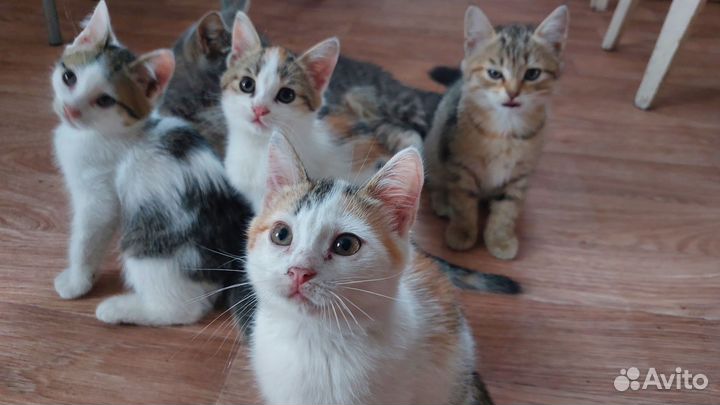 Кошка