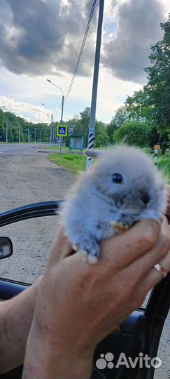 Декоративные кролики мини