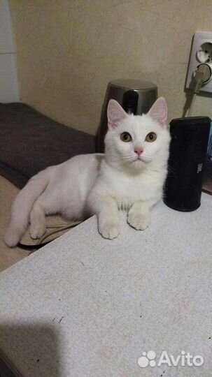 Очаровательный Зефирка в поисках дома