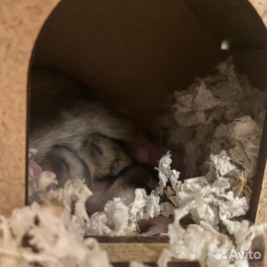 Джунгарский хомяк маленький