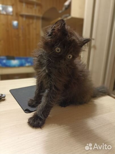 Абсолютно чёрный котёнок