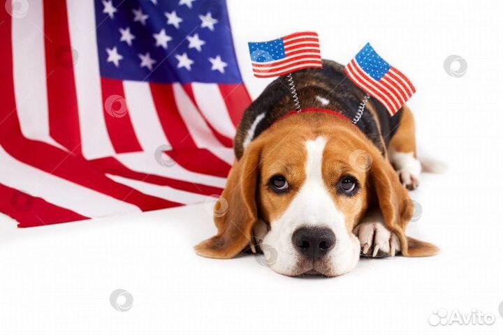 Английский язык