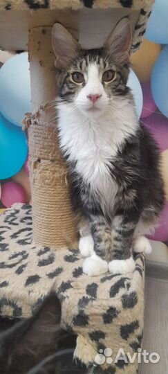 Котята мейн кун