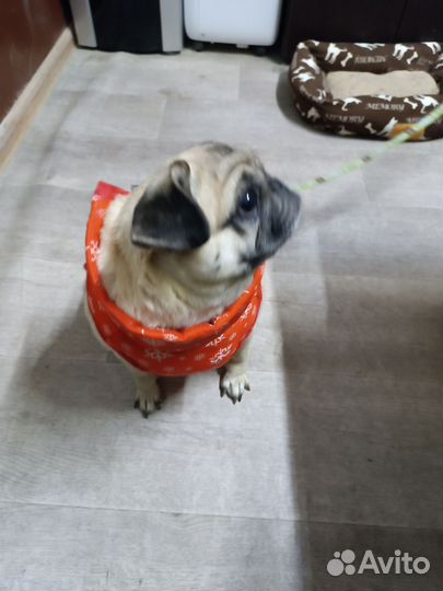 Продам мопса. Девочка 4 года