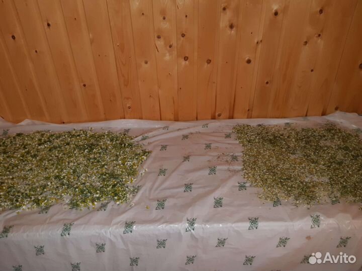 Ромашка полевая лечебная