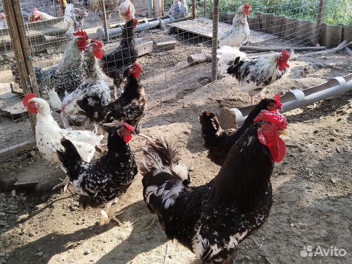 Куры петухи