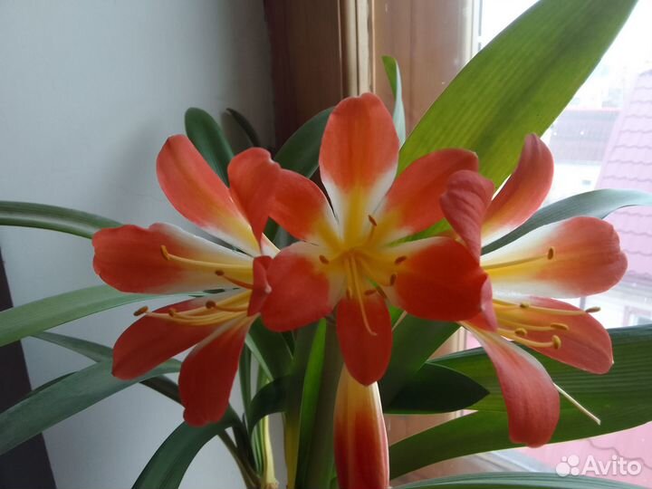 Комнатные цветы Кливия большая цветет