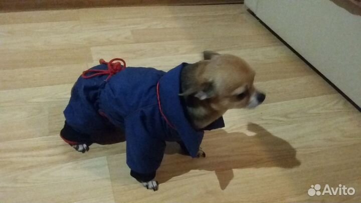 Пошив одежды для собак и кошек