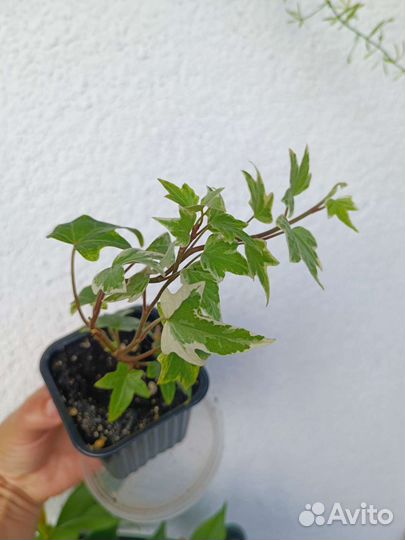 Плющ хедера вариегатный