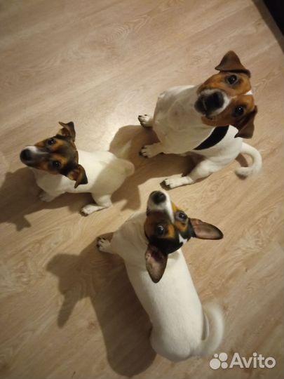 Джек Рассел терьер мини