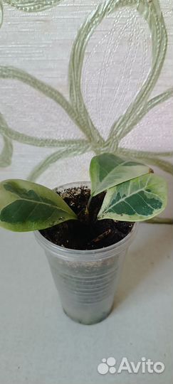 Фикус Коконат крем