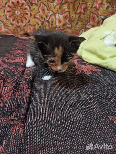 Отдам котят