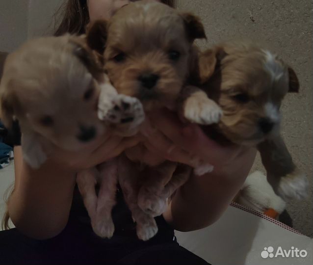 Щенки мальтипу